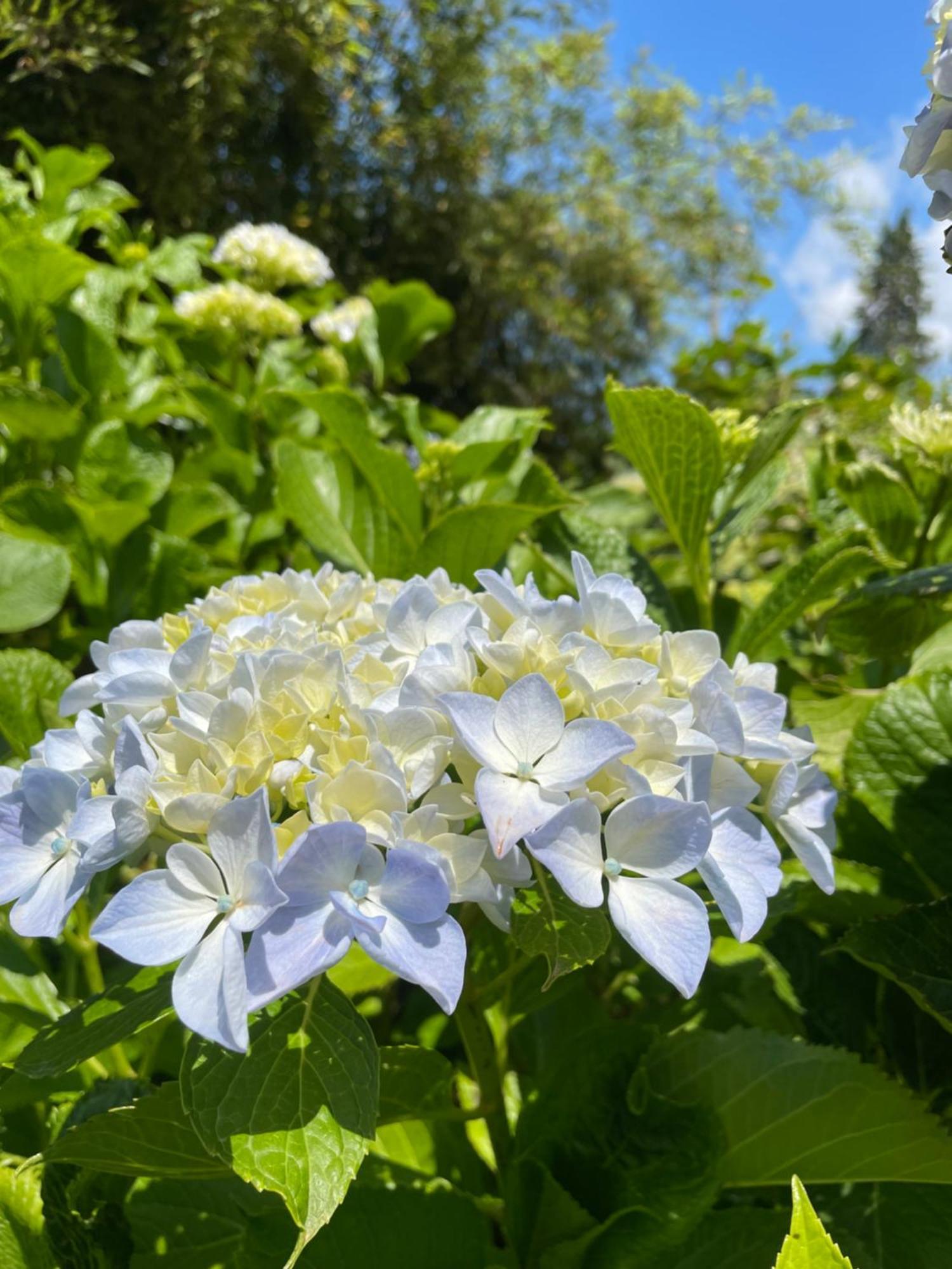 B&B Villa Giardini Susanna Gattico Eksteriør bilde